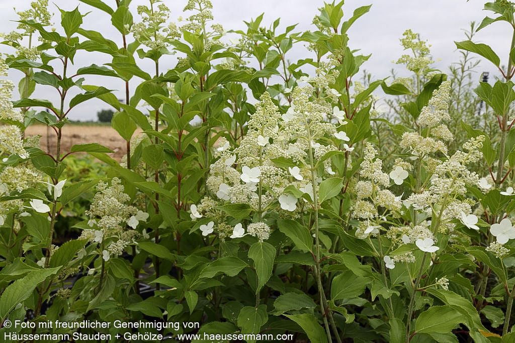 Rispen-Hortensie 'Kyushu' (Hydrangea paniculata)
