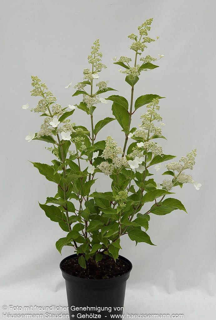 Rispen-Hortensie 'Kyushu' (Hydrangea paniculata)
