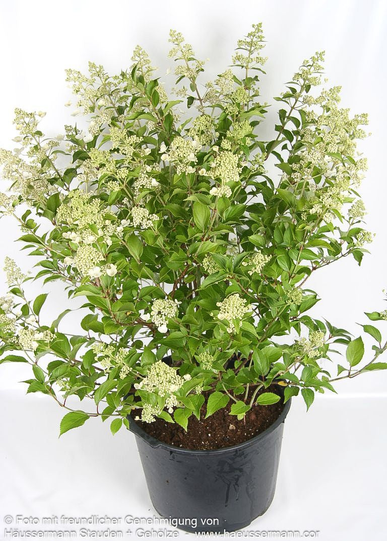 Rispen-Hortensie 'Kyushu' (Hydrangea paniculata)