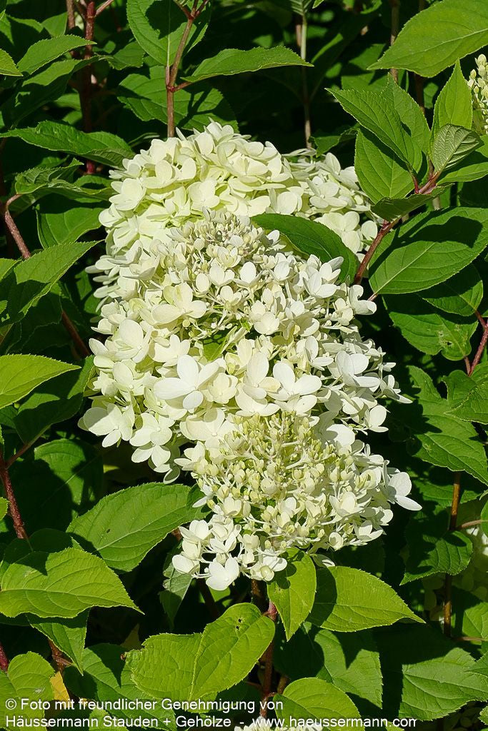 Rispen-Hortensie 'Limelight' (Hydrangea paniculata)