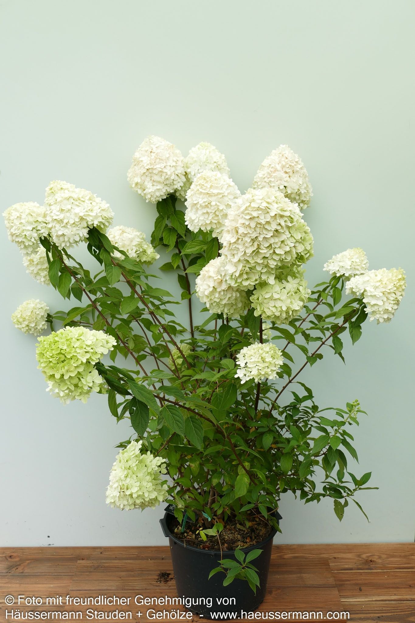 Rispen-Hortensie 'Limelight' (Hydrangea paniculata)