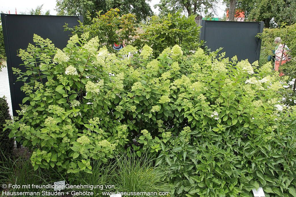 Rispen-Hortensie 'Limelight' (Hydrangea paniculata)