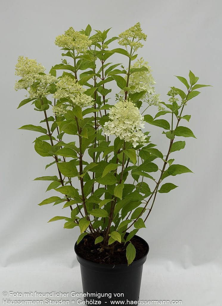 Rispen-Hortensie 'Limelight' (Hydrangea paniculata)