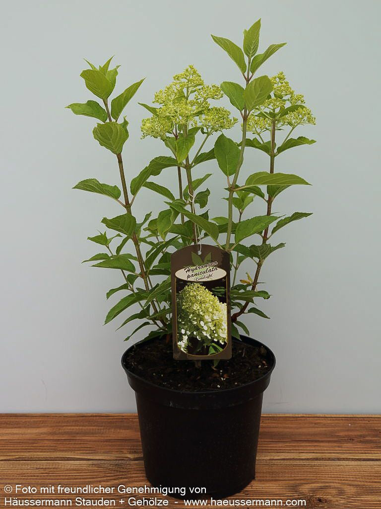 Rispen-Hortensie 'Limelight' (Hydrangea paniculata)