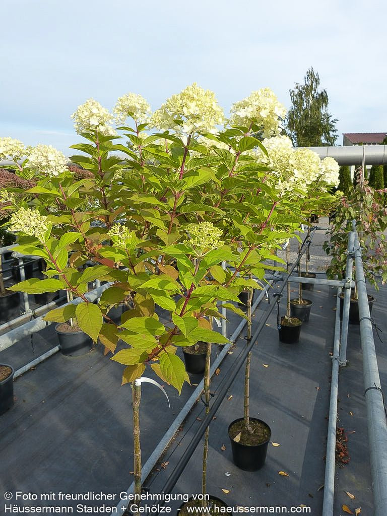 Rispen-Hortensie 'Limelight' (Hydrangea paniculata)