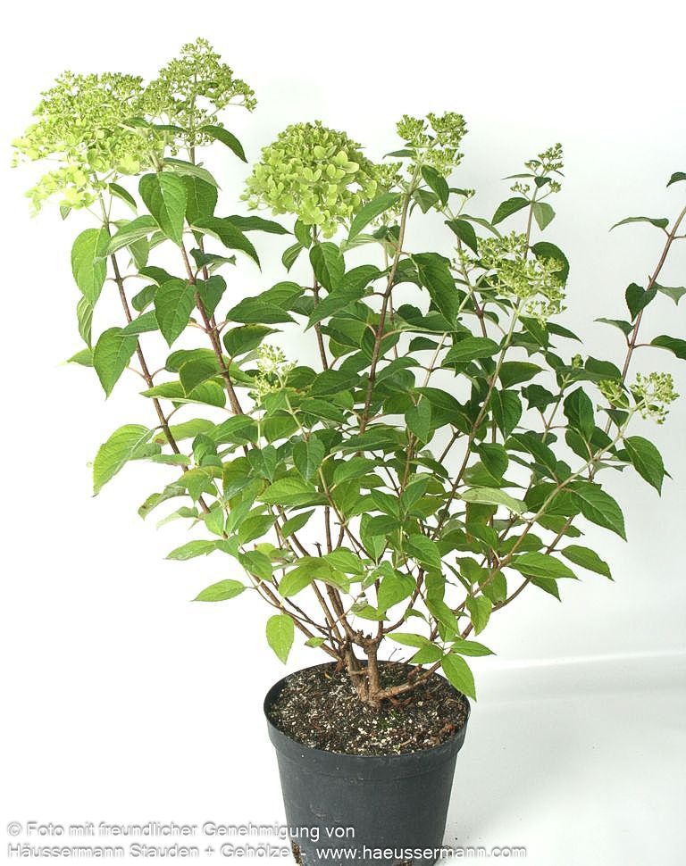 Rispen-Hortensie 'Limelight' (Hydrangea paniculata)