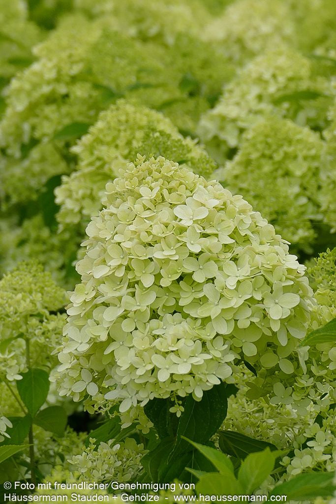 Rispen-Hortensie 'Limelight' (Hydrangea paniculata)