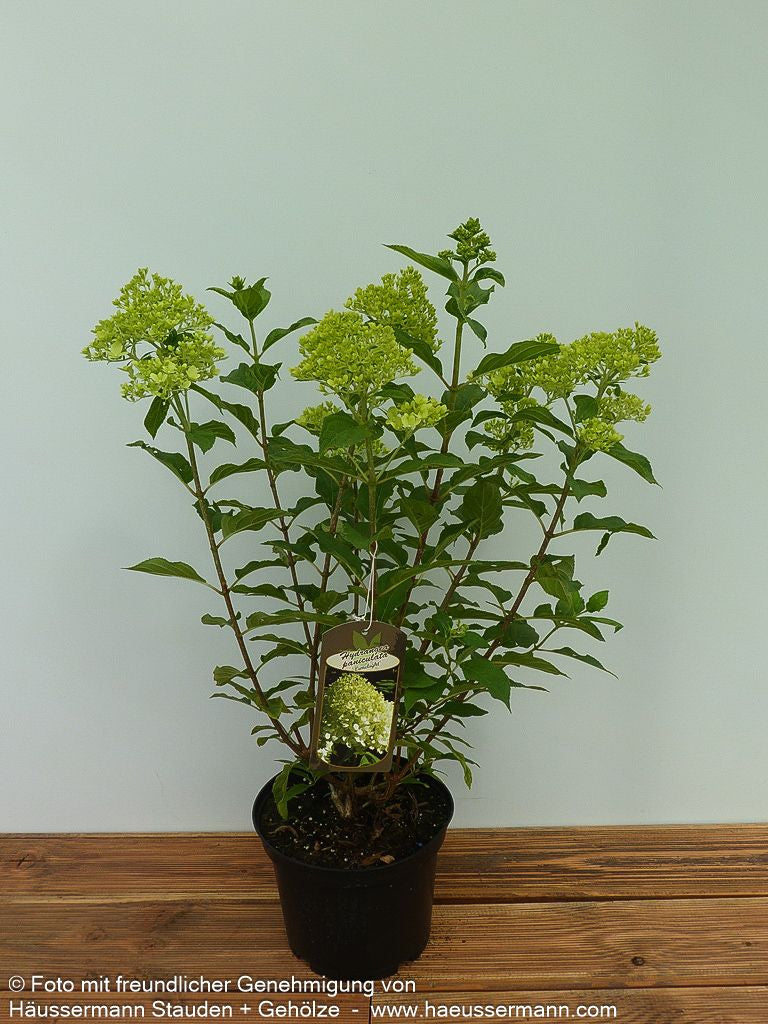 Rispen-Hortensie 'Limelight' (Hydrangea paniculata)