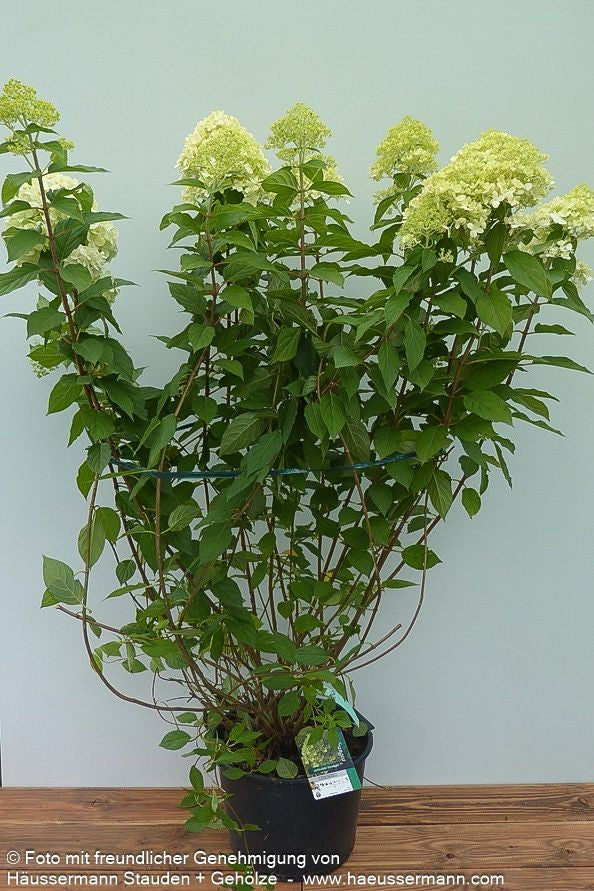 Rispen-Hortensie 'Limelight' (Hydrangea paniculata)