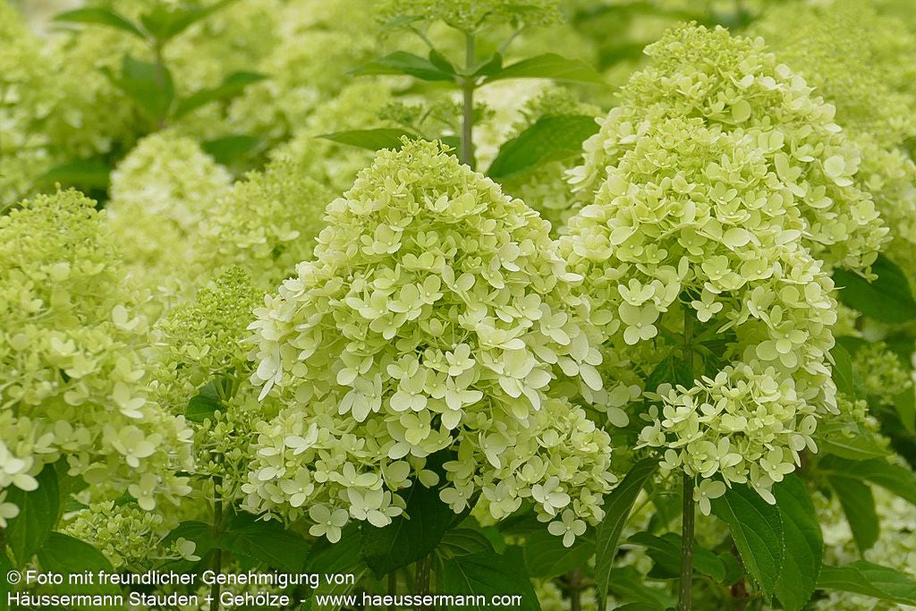 Rispen-Hortensie 'Limelight' (Hydrangea paniculata)