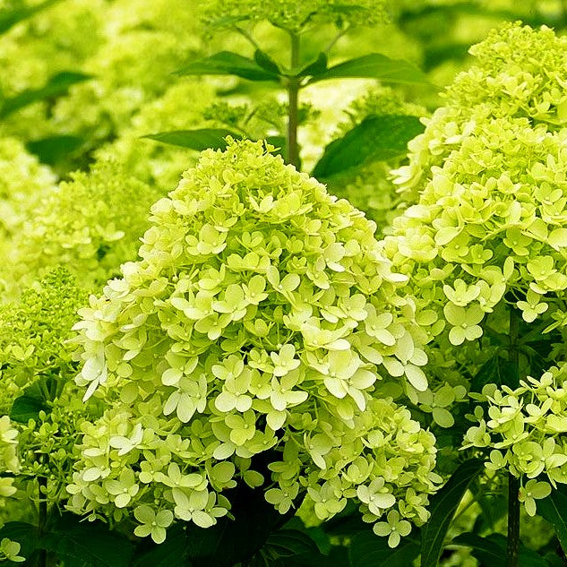 Rispen-Hortensie 'Limelight' (Hydrangea paniculata)