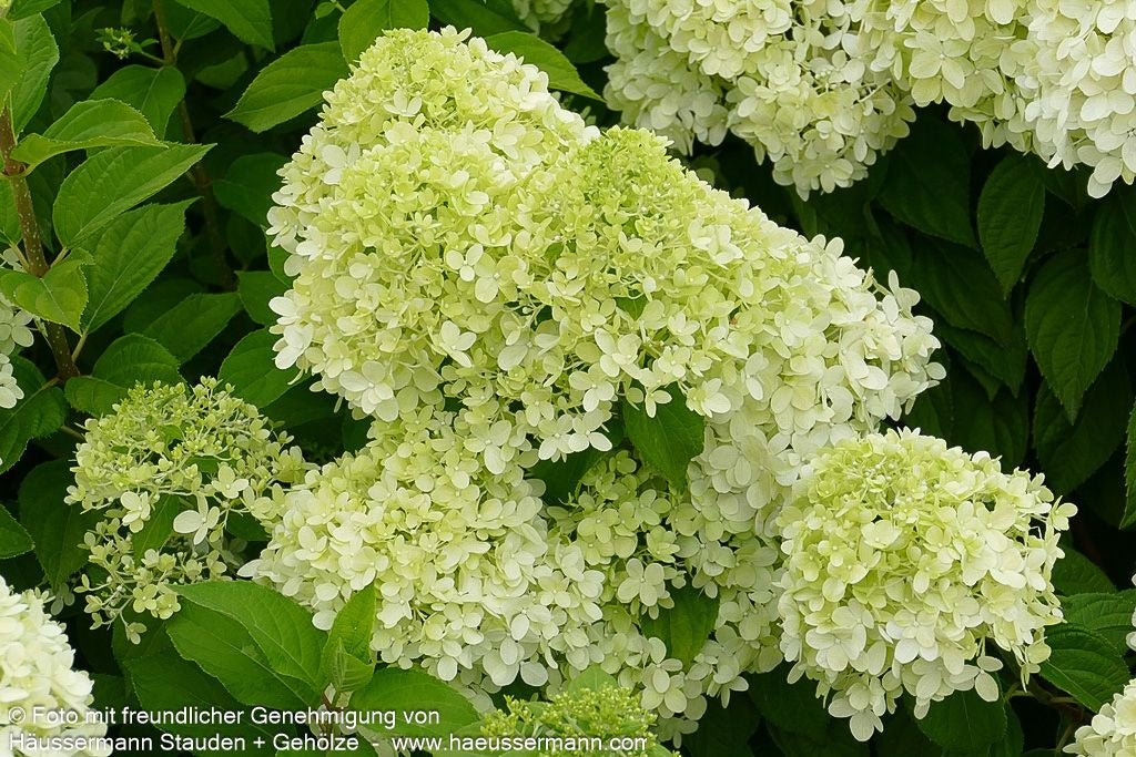 Rispen-Hortensie 'Limelight' (Hydrangea paniculata)