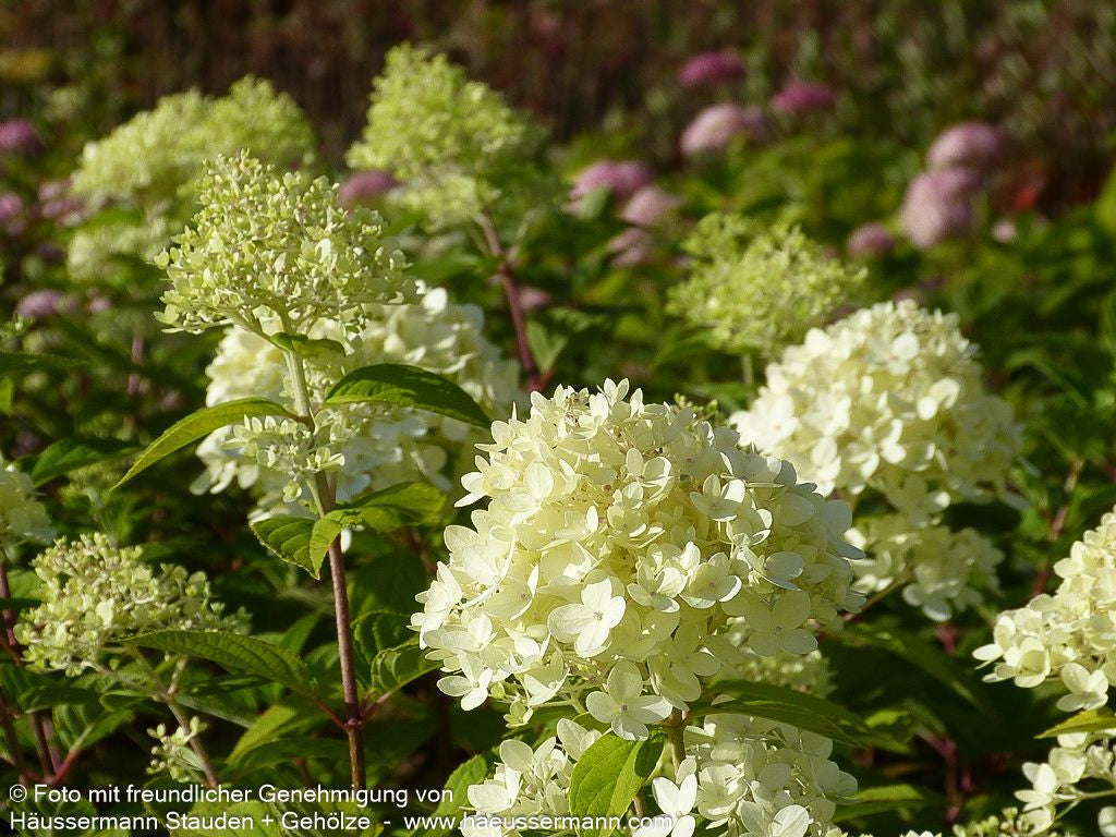 Rispen-Hortensie 'Limelight' (Hydrangea paniculata)