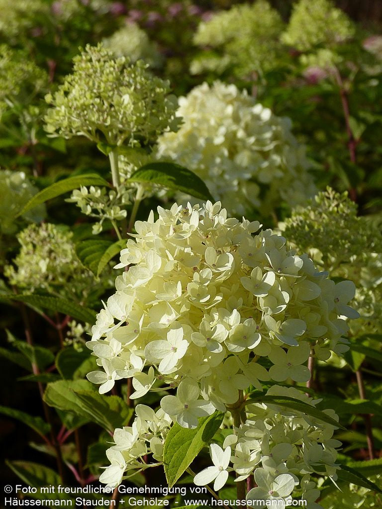 Rispen-Hortensie 'Limelight' (Hydrangea paniculata)