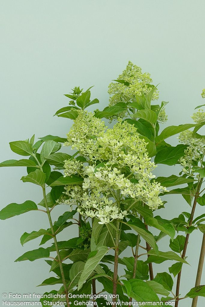 Rispen-Hortensie 'Limelight' (Hydrangea paniculata)