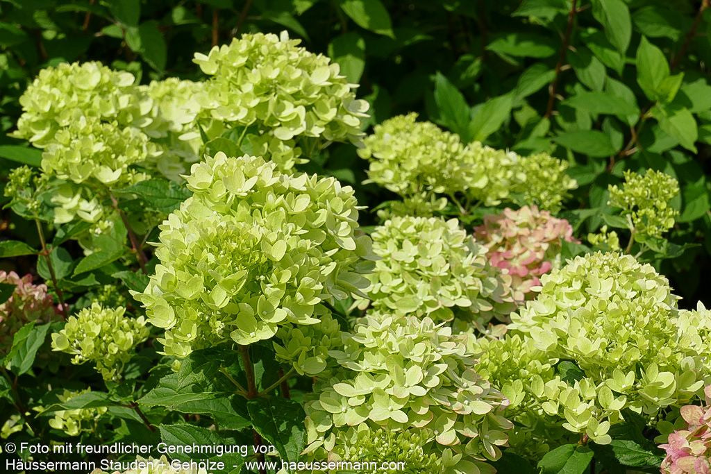 Rispen-Hortensie 'Little Lime' (Hydrangea paniculata)