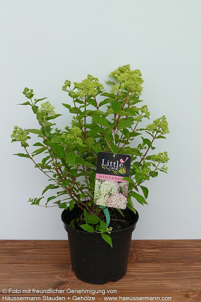 Rispen-Hortensie 'Little Lime' (Hydrangea paniculata)