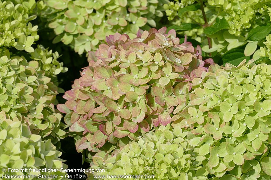 Rispen-Hortensie 'Little Lime' (Hydrangea paniculata)