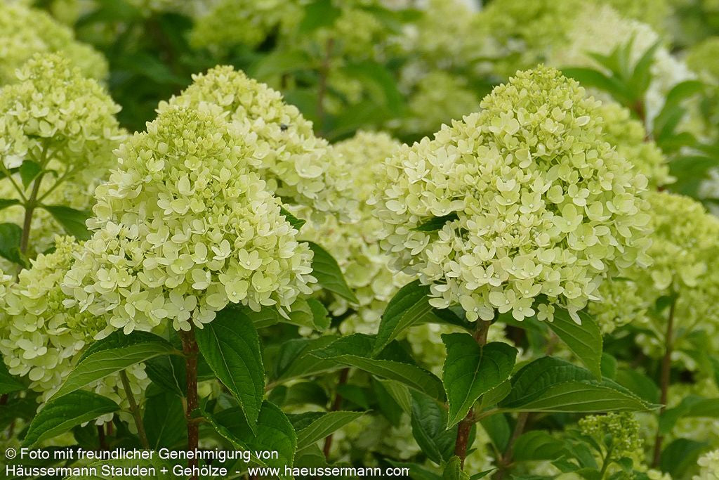 Rispen-Hortensie 'Little Lime' (Hydrangea paniculata)