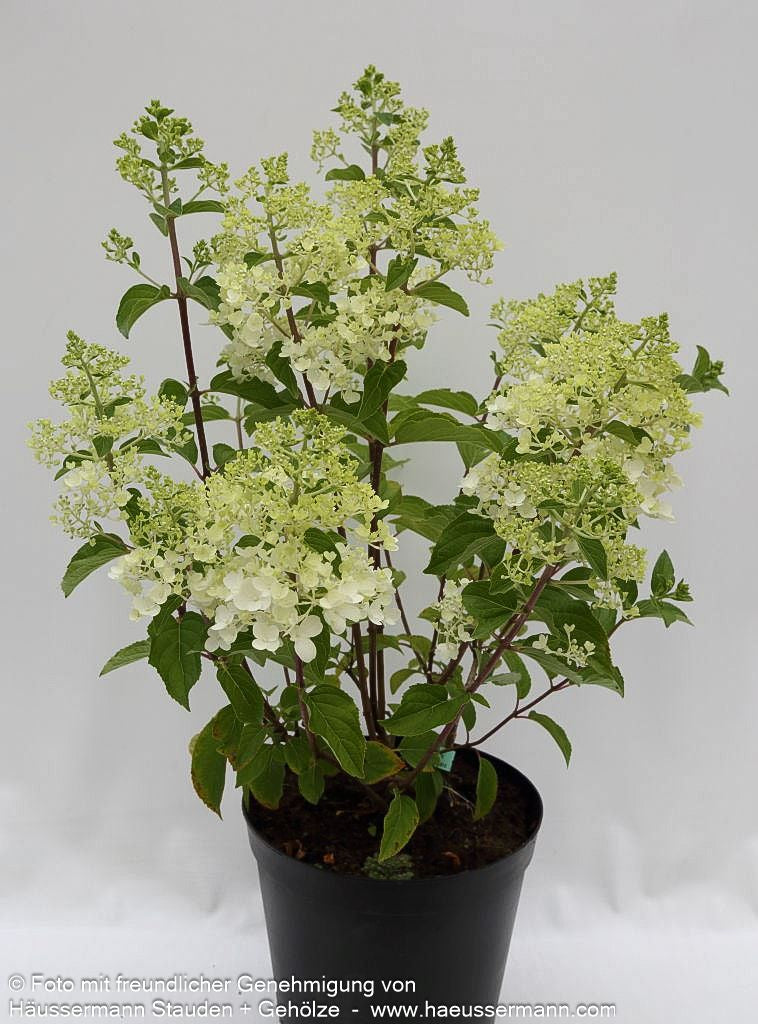 Rispen-Hortensie 'Little Lime' (Hydrangea paniculata)