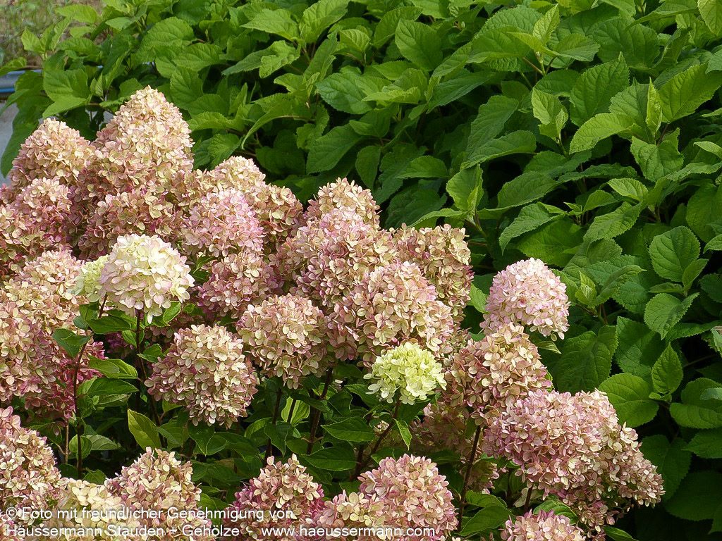 Rispen-Hortensie 'Little Lime' (Hydrangea paniculata)