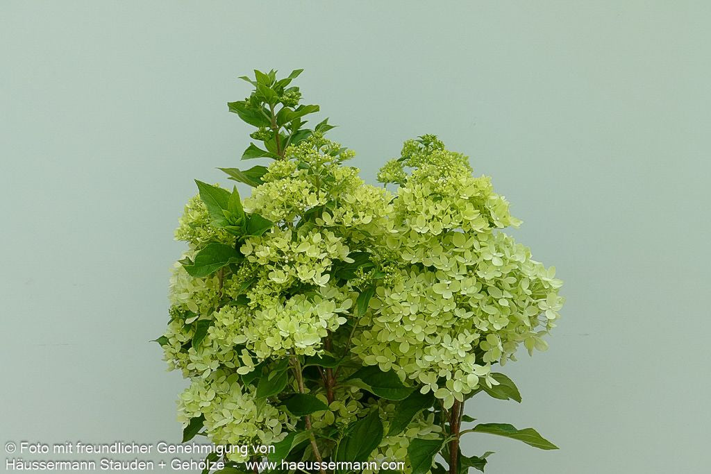 Rispen-Hortensie 'Little Lime' (Hydrangea paniculata)