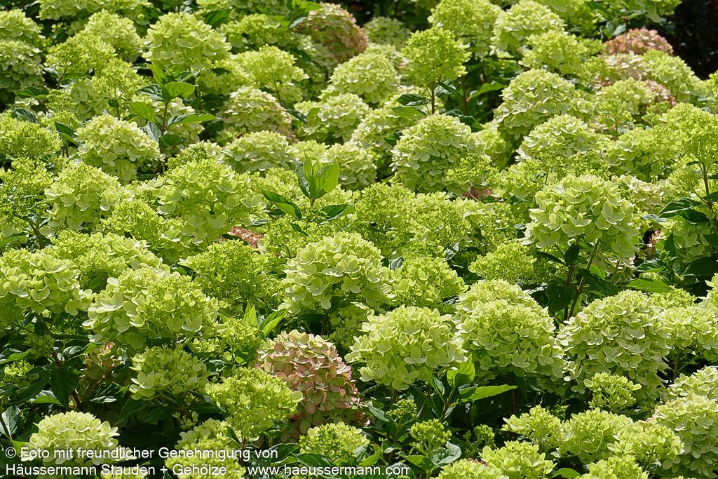 Rispen-Hortensie 'Little Lime' (Hydrangea paniculata)