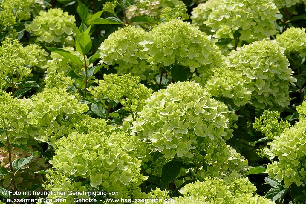 Rispen-Hortensie 'Little Lime' (Hydrangea paniculata)
