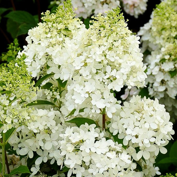 Rispen- Hortensie 'Magical Matterhorn' (Hydrangea panic.)
