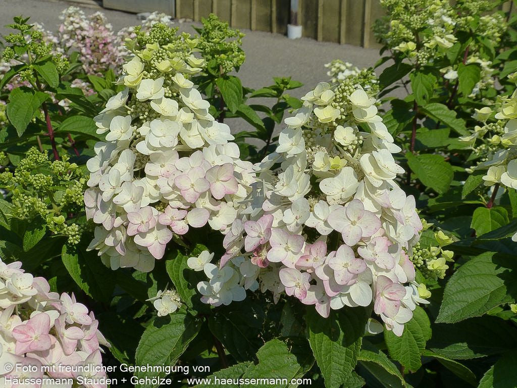 Rispen-Hortensie 'Mega Mindy' (Hydrangea paniculata)