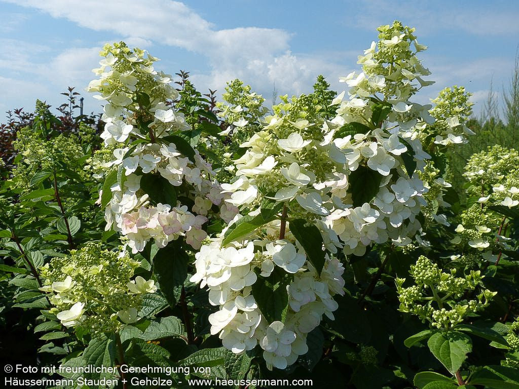 Rispen-Hortensie 'Mega Mindy' (Hydrangea paniculata)
