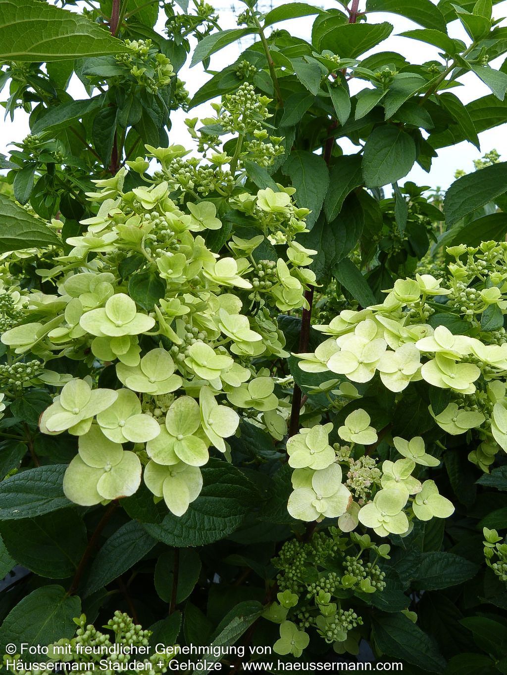 Rispen-Hortensie 'Mega Mindy' (Hydrangea paniculata)