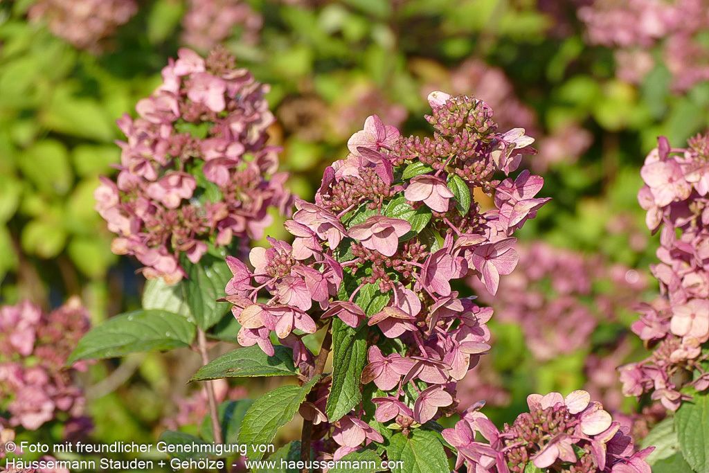 Rispen-Hortensie 'Mega Mindy' (Hydrangea paniculata)