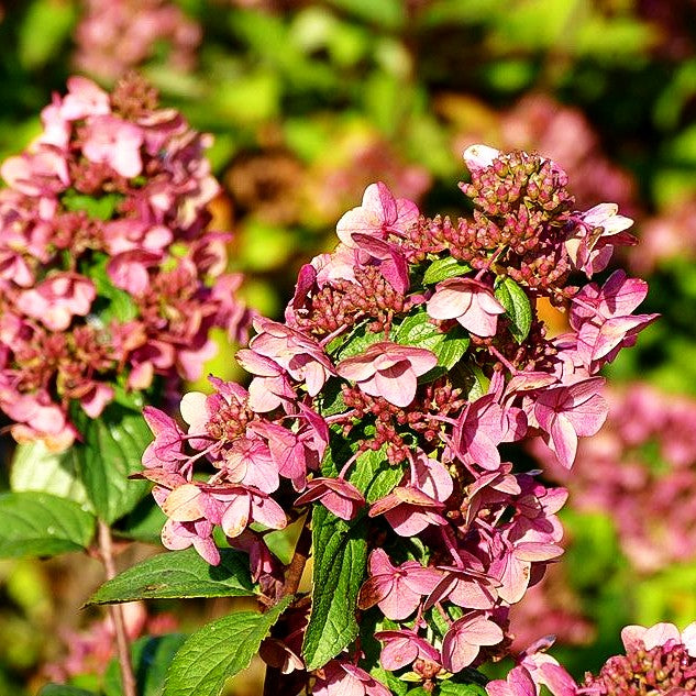 Rispen-Hortensie 'Mega Mindy' (Hydrangea paniculata)