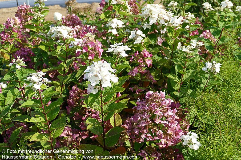 Rispen-Hortensie 'Mega Mindy' (Hydrangea paniculata)