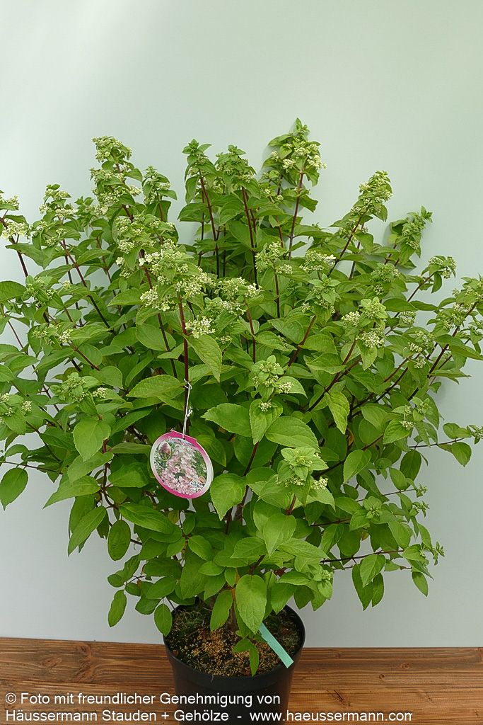 Rispen-Hortensie 'Mega Mindy' (Hydrangea paniculata)