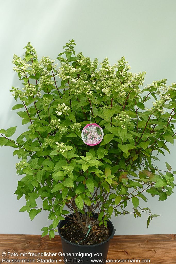 Rispen-Hortensie 'Mega Mindy' (Hydrangea paniculata)