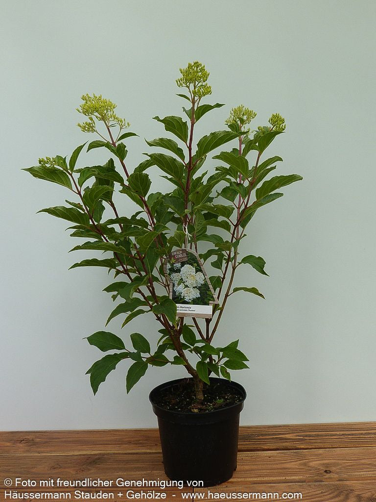 Rispen-Hortensie 'Phantom' (Hydrangea paniculata)
