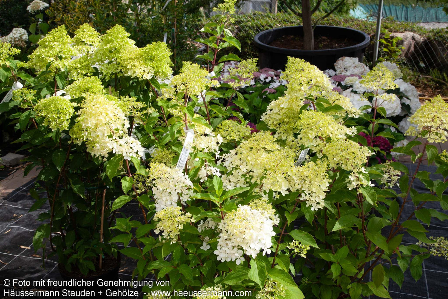Rispen-Hortensie 'Phantom' (Hydrangea paniculata)