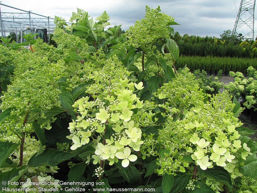 Rispen-Hortensie 'Phantom' (Hydrangea paniculata)