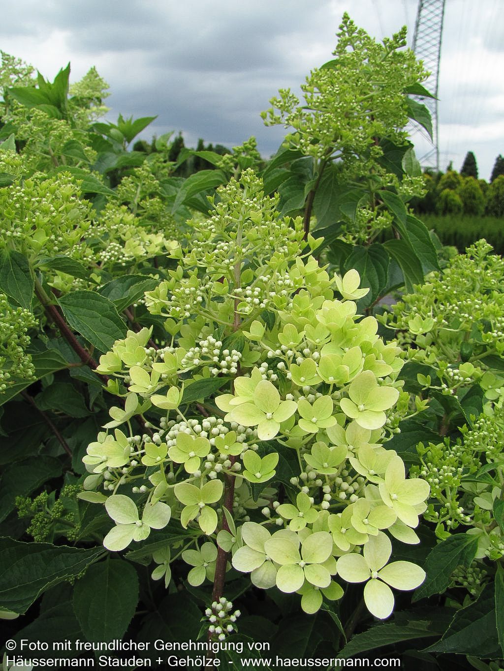 Rispen-Hortensie 'Phantom' (Hydrangea paniculata)