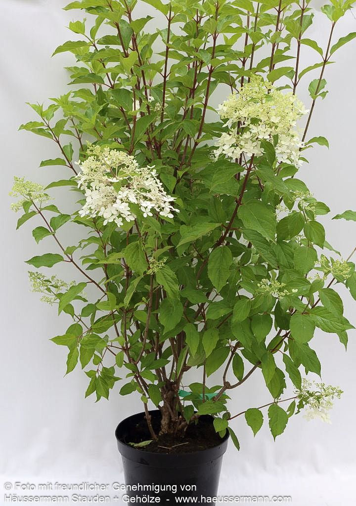 Rispen-Hortensie 'Phantom' (Hydrangea paniculata)