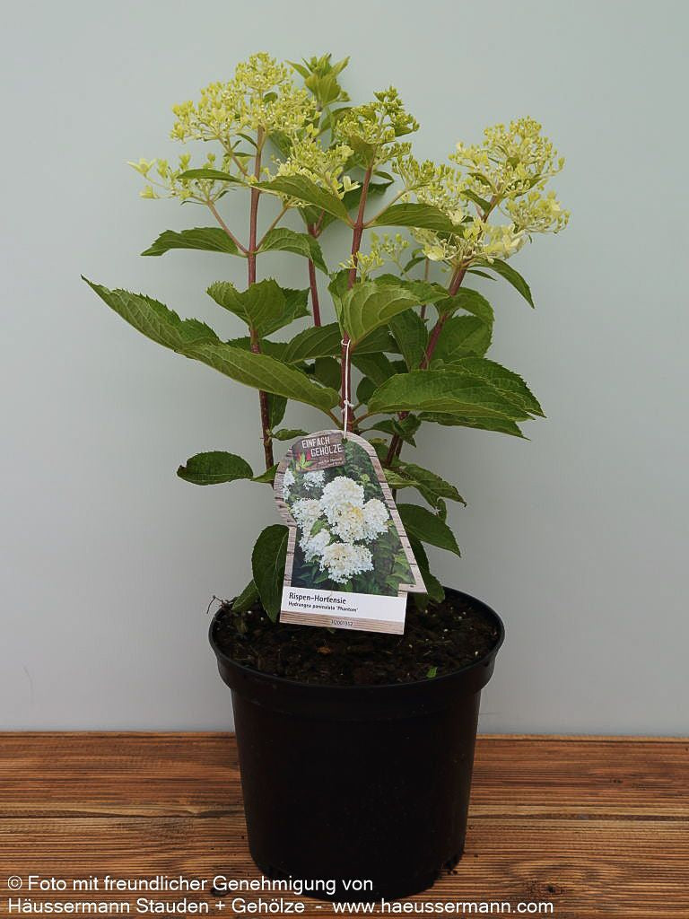 Rispen-Hortensie 'Phantom' (Hydrangea paniculata)