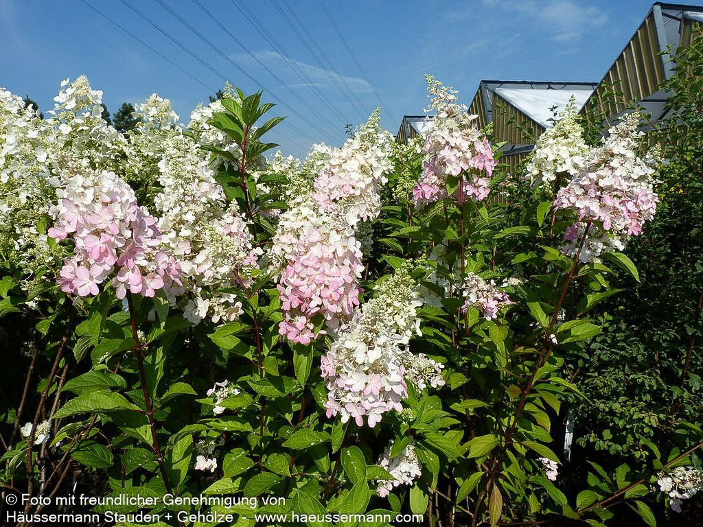 Rispen-Hortensie 'Pinky Winky' (Hydrangea paniculata)