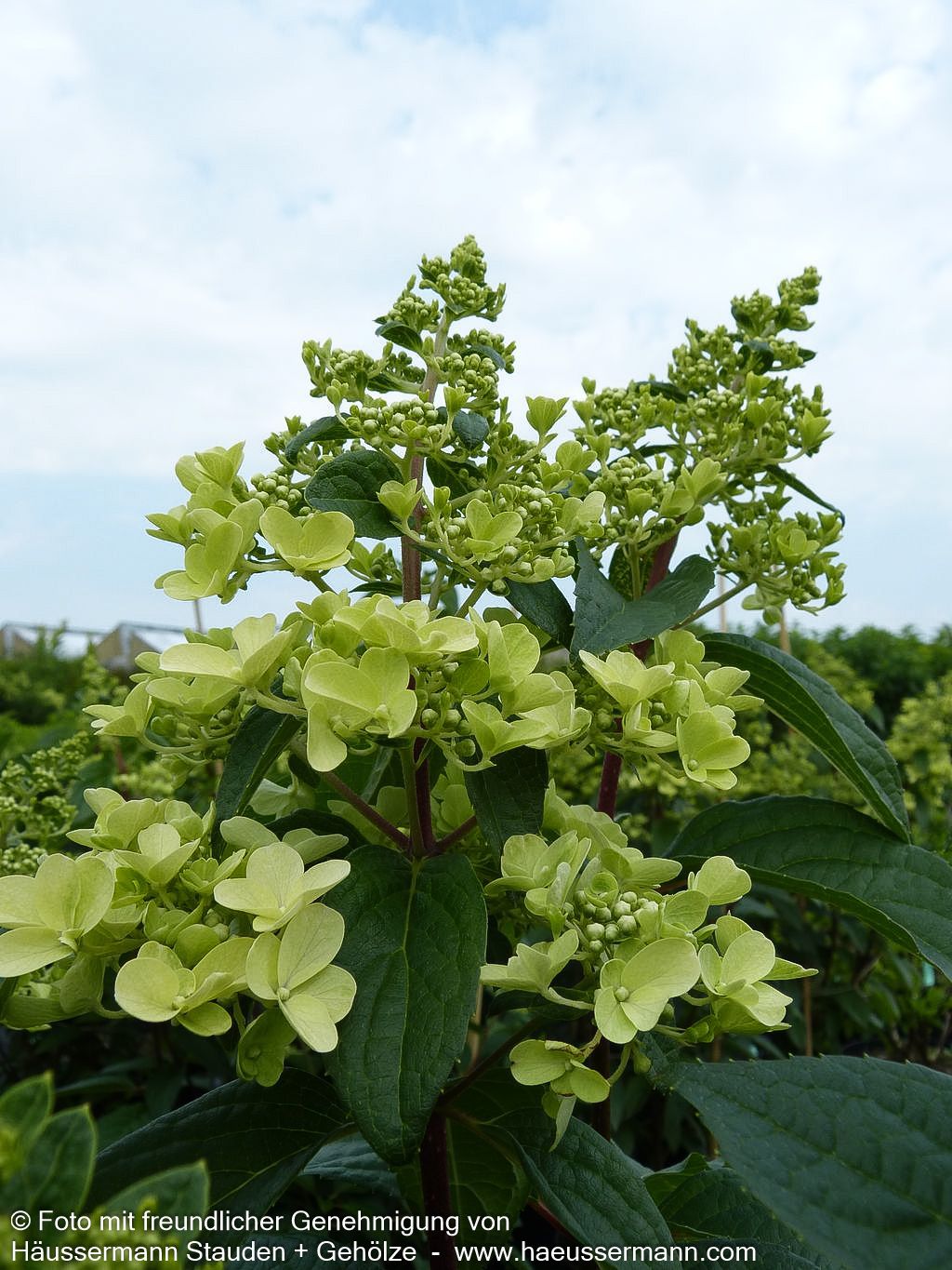Rispen-Hortensie 'Pinky Winky' (Hydrangea paniculata)