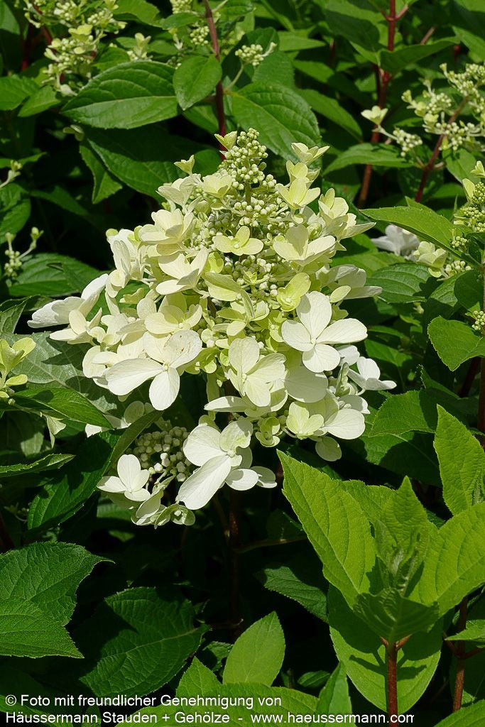 Rispen-Hortensie 'Pinky Winky' (Hydrangea paniculata)