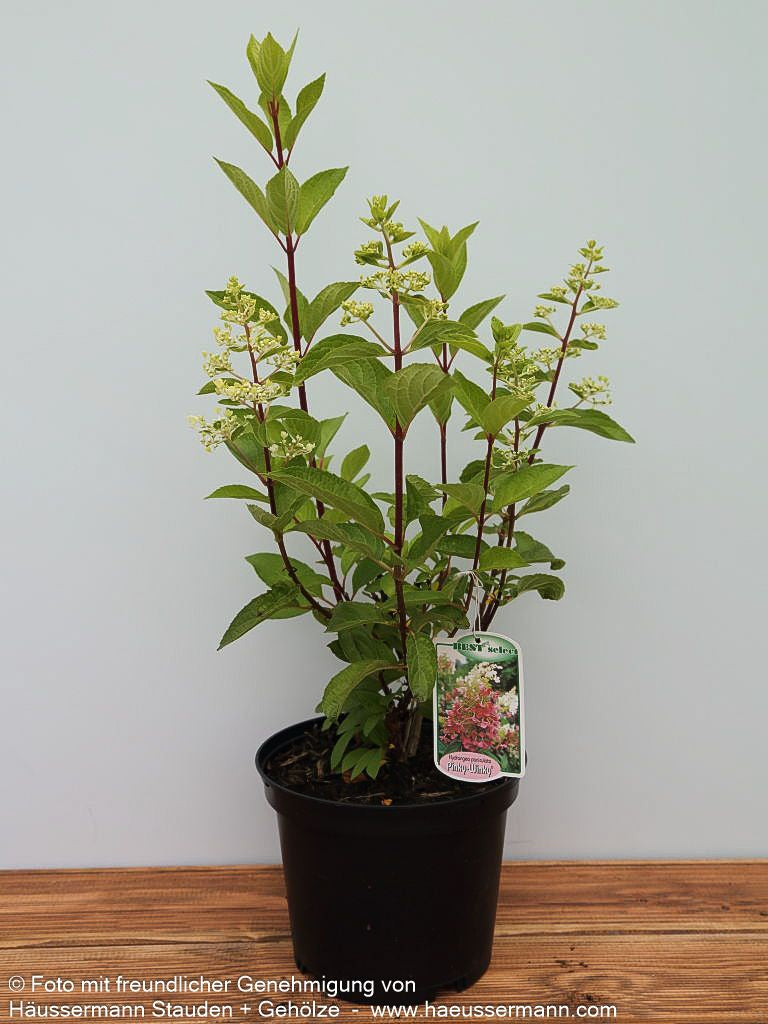 Rispen-Hortensie 'Pinky Winky' (Hydrangea paniculata)