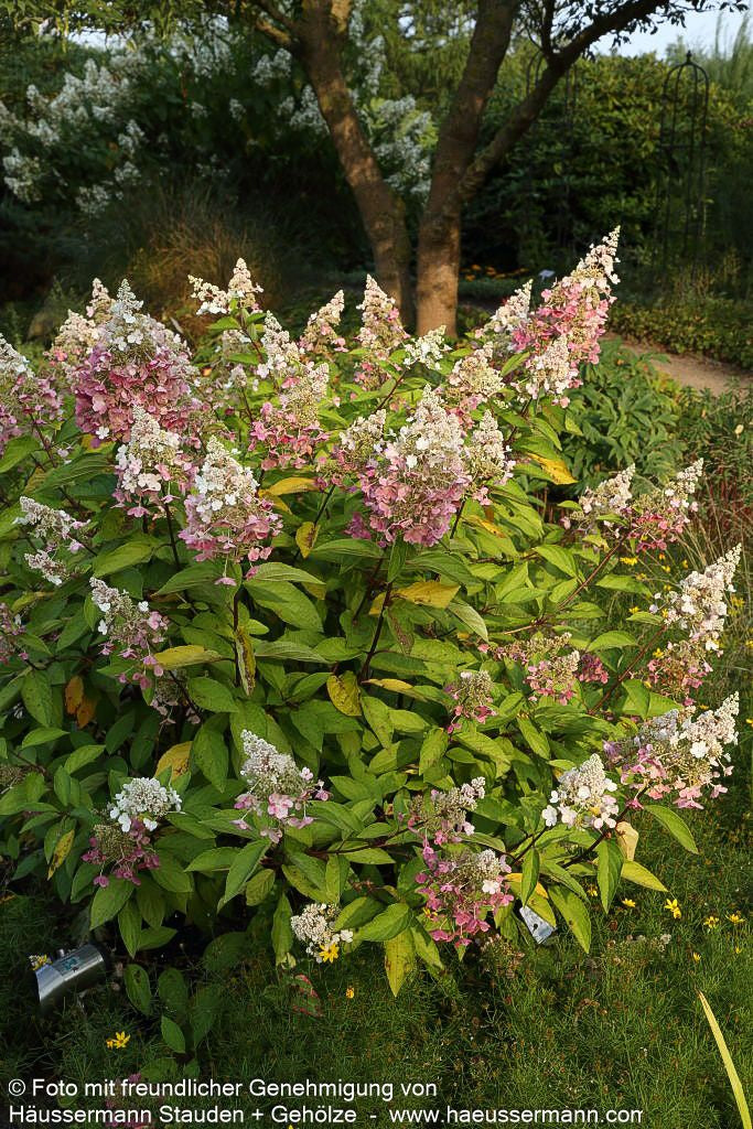 Rispen-Hortensie 'Pinky Winky' (Hydrangea paniculata)