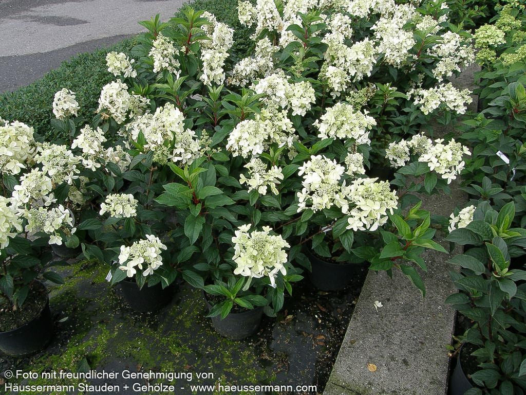 Rispen-Hortensie 'Pinky Winky' (Hydrangea paniculata)