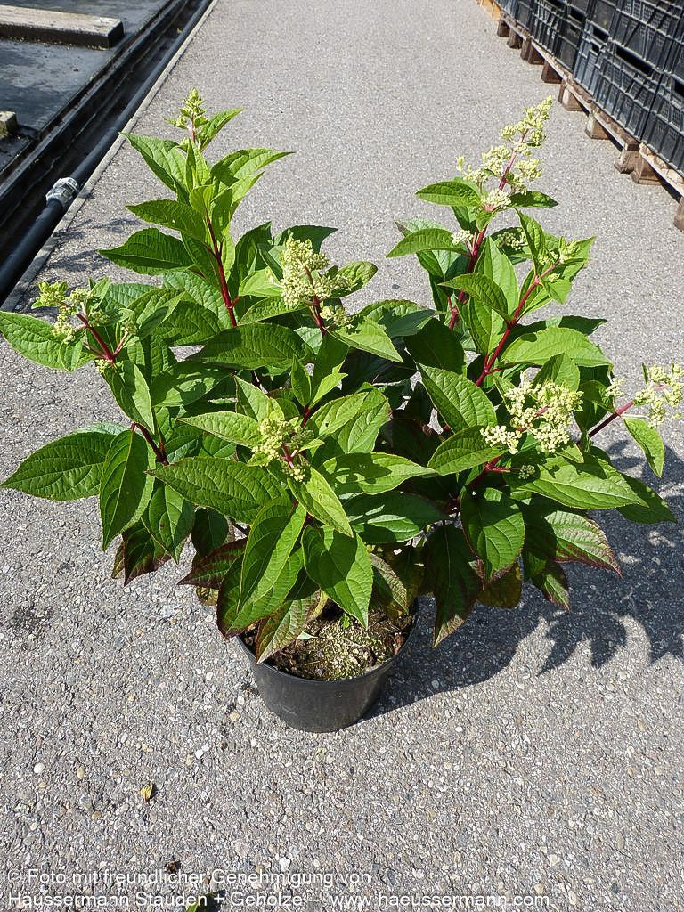 Rispen-Hortensie 'Pinky Winky' (Hydrangea paniculata)
